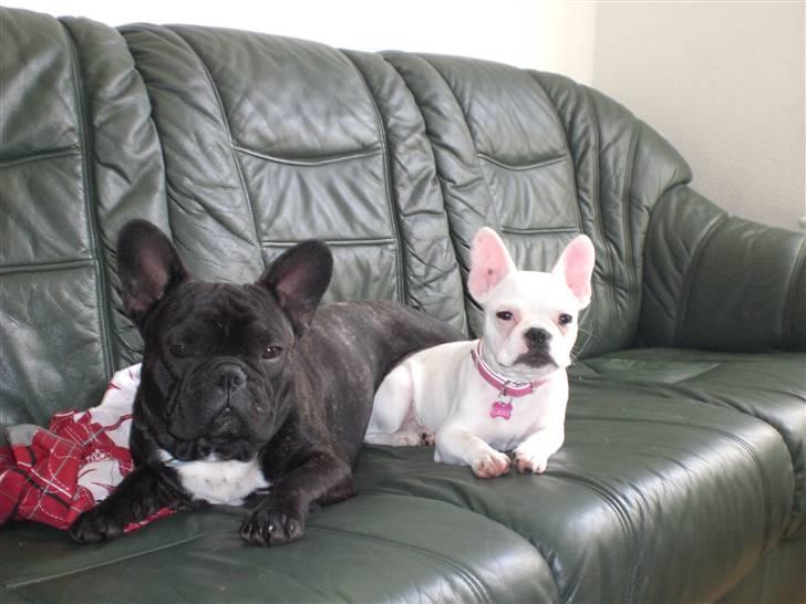 Fransk bulldog Zuma - hej med jer billede 8