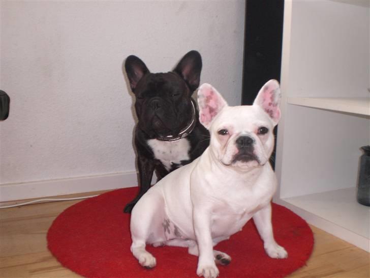 Fransk bulldog Zuma - hvor er i smukke billede 10