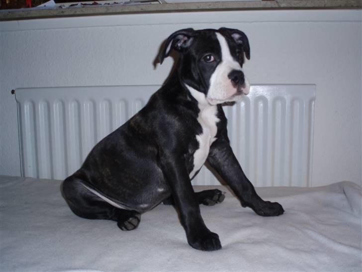 Olde victorian bulldogge Ember AKA Bertha billede 1