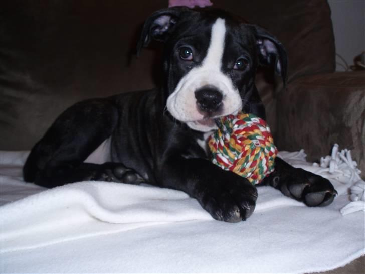 Olde victorian bulldogge Ember AKA Bertha billede 4