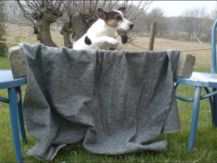 Jack russell terrier Bertil - Bertil der springer 65 cm. Synes det er ret godt gået af ham<3 Han har sprunget 70 cm. men det har jeg ingen billeder af=) billede 19