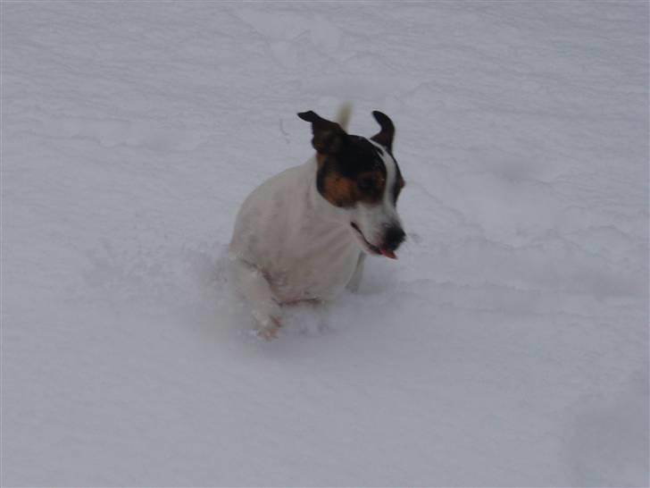Jack russell terrier Bertil billede 20