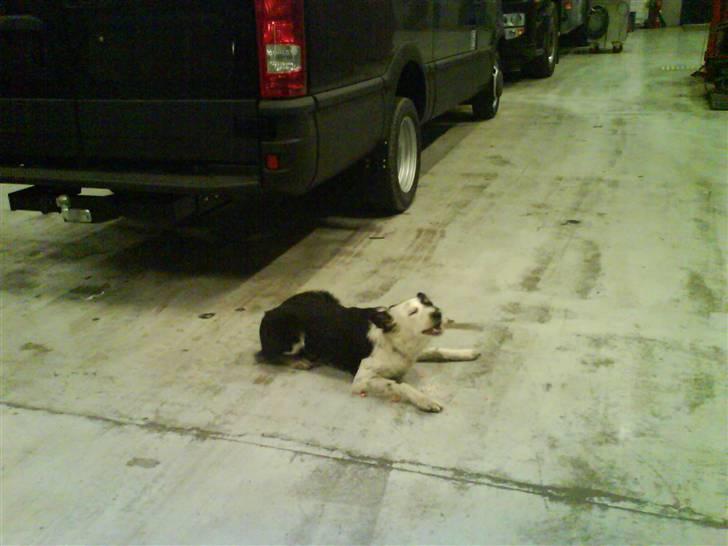 Border collie Taps - Spiser lige en gullerod billede 3