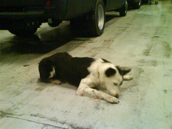 Border collie Taps - Jeg må vist hellere rydde op efter mig :) billede 4