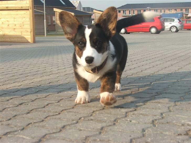 Welsh corgi cardigan Emma - 4. april - Emma er en rigtig skøn pige billede 1