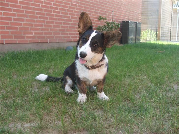 Welsh corgi cardigan Emma - blaaaaaaaaaaaaaah - jeg giiiider ikke det kamera lige nu *GGG* billede 2