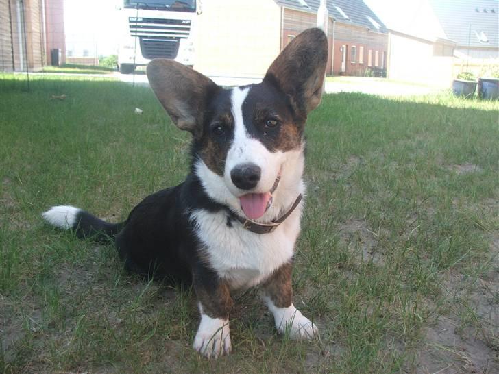 Welsh corgi cardigan Emma - He he he - du får IKKE et godt billede af mig  billede 3
