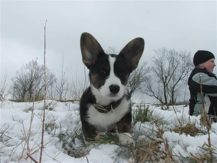 Welsh corgi cardigan Emma - 24/3 2008 Emma ser sne for første gang.  billede 4