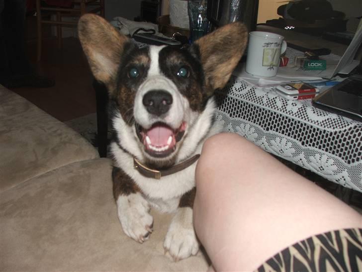 Welsh corgi cardigan Emma - Og jeg kan også se voldsomt fjoget ud HA HA HA billede 5