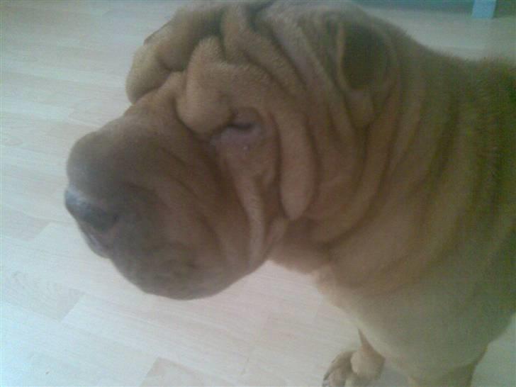Shar pei Lajka  billede 2