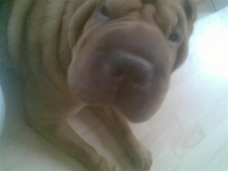 Shar pei Lajka  - Hvad laver du med den mobil-telefon? Tage billeder af søde mig? billede 3