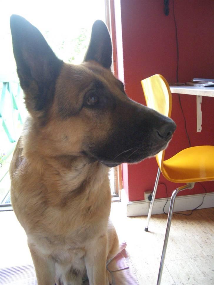 Schæferhund Jazz - Jazz, i profil - sidder og venter på en godbid... billede 1