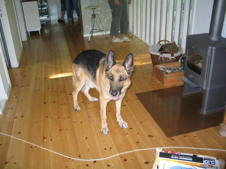 Schæferhund Jazz - På besøg hos vores gode ven, Wilfred (min søsters labrador). billede 2