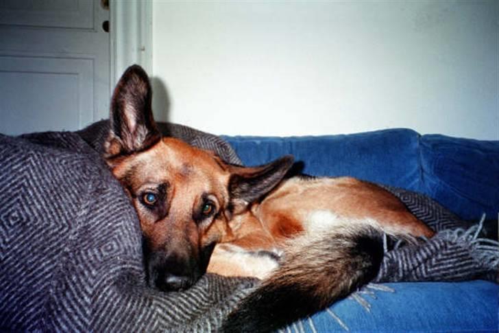 Schæferhund Jazz - Uhhhh vi elsker hygge på sofaen!!! billede 3