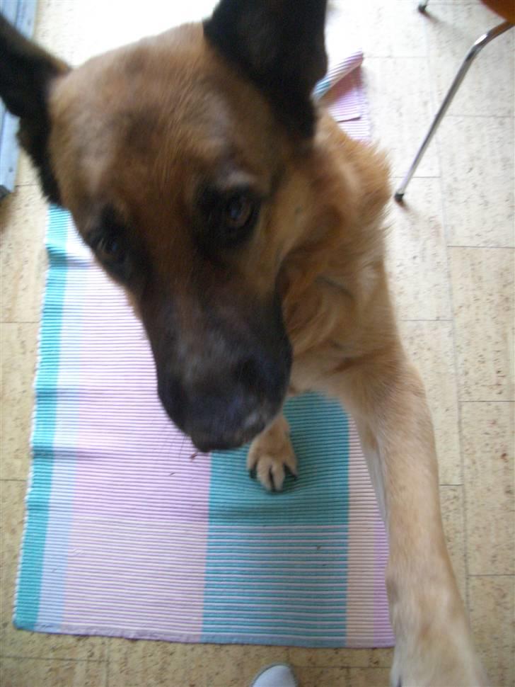 Schæferhund Jazz - "Se mor! Jeg tigger og beder og gir pote for en godbid"  billede 4