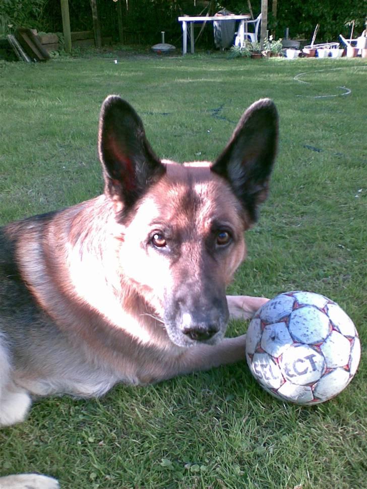 Schæferhund Jazz - Jazz med sin elskede fodbold! billede 5