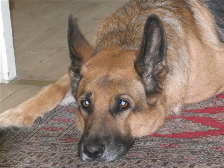Schæferhund Jazz - Jazz på sit favorit tæppe... billede 6