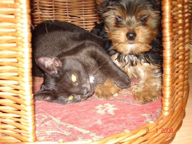 Yorkshire terrier Ludwig - Ludwig og misse veninden Dille  billede 9