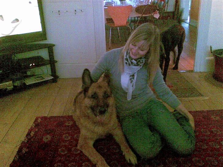 Schæferhund Jazz - Jazz og mig - aka hyggetroldene! ( Med Wilfred i baggrunden...) billede 7