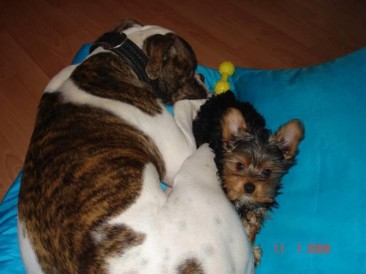 Yorkshire terrier Ludwig - Ludwig og Mathilde putter :-) billede 10