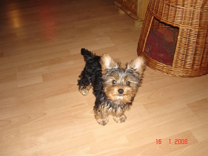 Yorkshire terrier Ludwig - Jeg er ved at være stor billede 11
