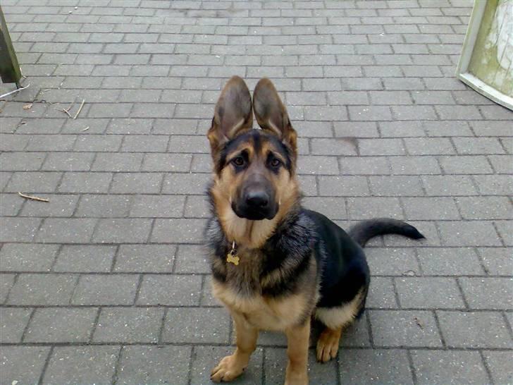 Schæferhund Zika - Ja  jeg er blevet 7 mdr nu og stor billede 8