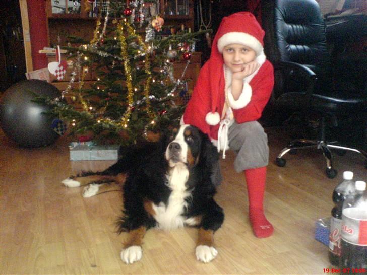 Berner sennenhund Tertzo´s Chicci 2006 - - Julen 2007 billede 19