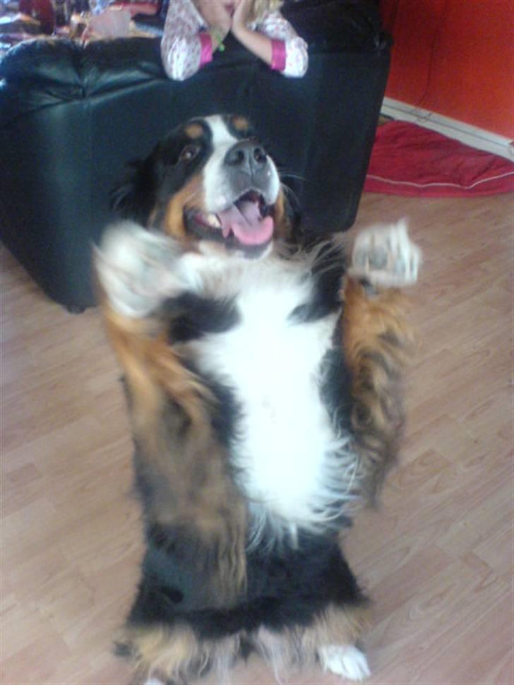 Berner sennenhund Tertzo´s Chicci 2006 - - Jeg er sulten billede 20