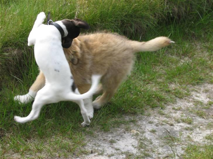 Dansk svensk gaardhund nemesis billede 10