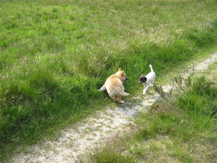 Dansk svensk gaardhund nemesis billede 11