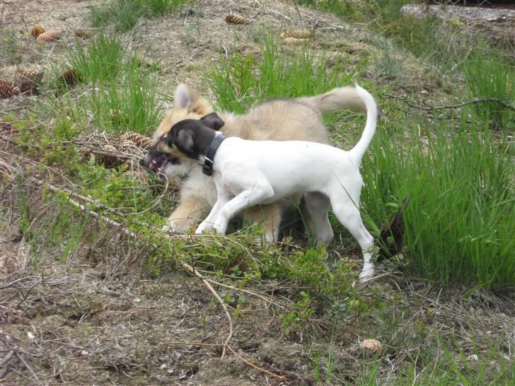 Dansk svensk gaardhund nemesis billede 12