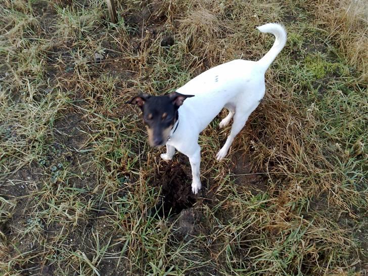 Dansk svensk gaardhund nemesis billede 13