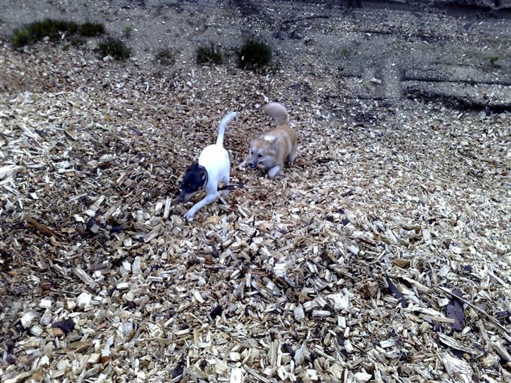 Dansk svensk gaardhund nemesis billede 14