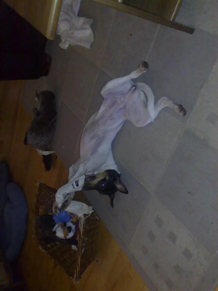 Dansk svensk gaardhund nemesis billede 15