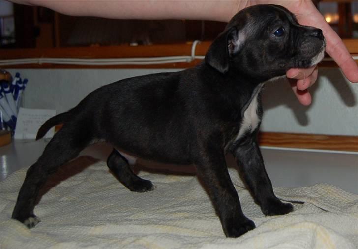 Staffordshire bull terrier Feta - Feta 5 uger billede 1