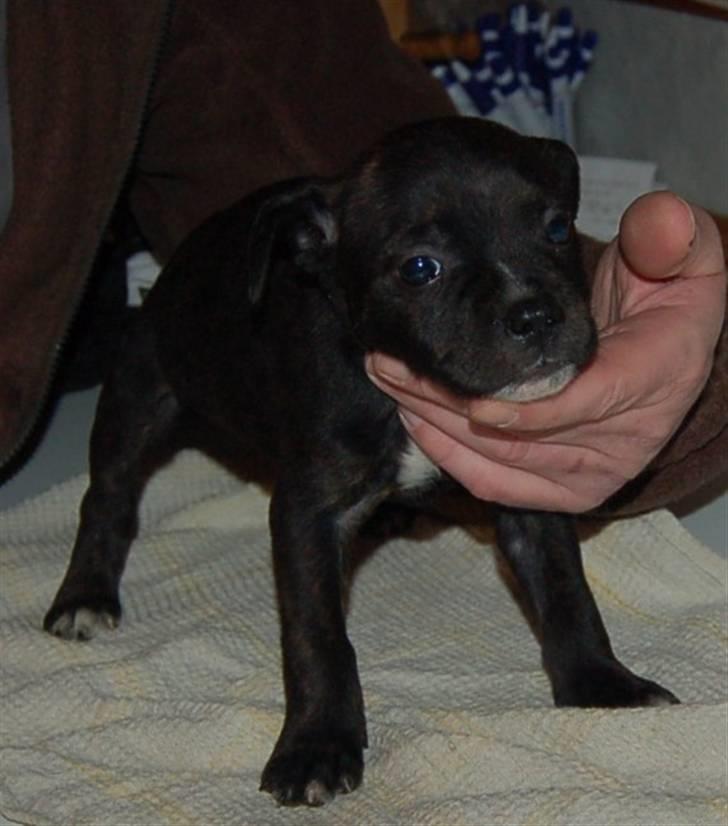Staffordshire bull terrier Feta - Feta 5 uger billede 2