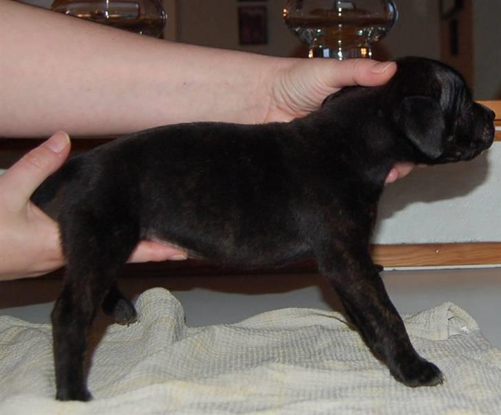 Staffordshire bull terrier Feta - Feta 5 uger billede 3