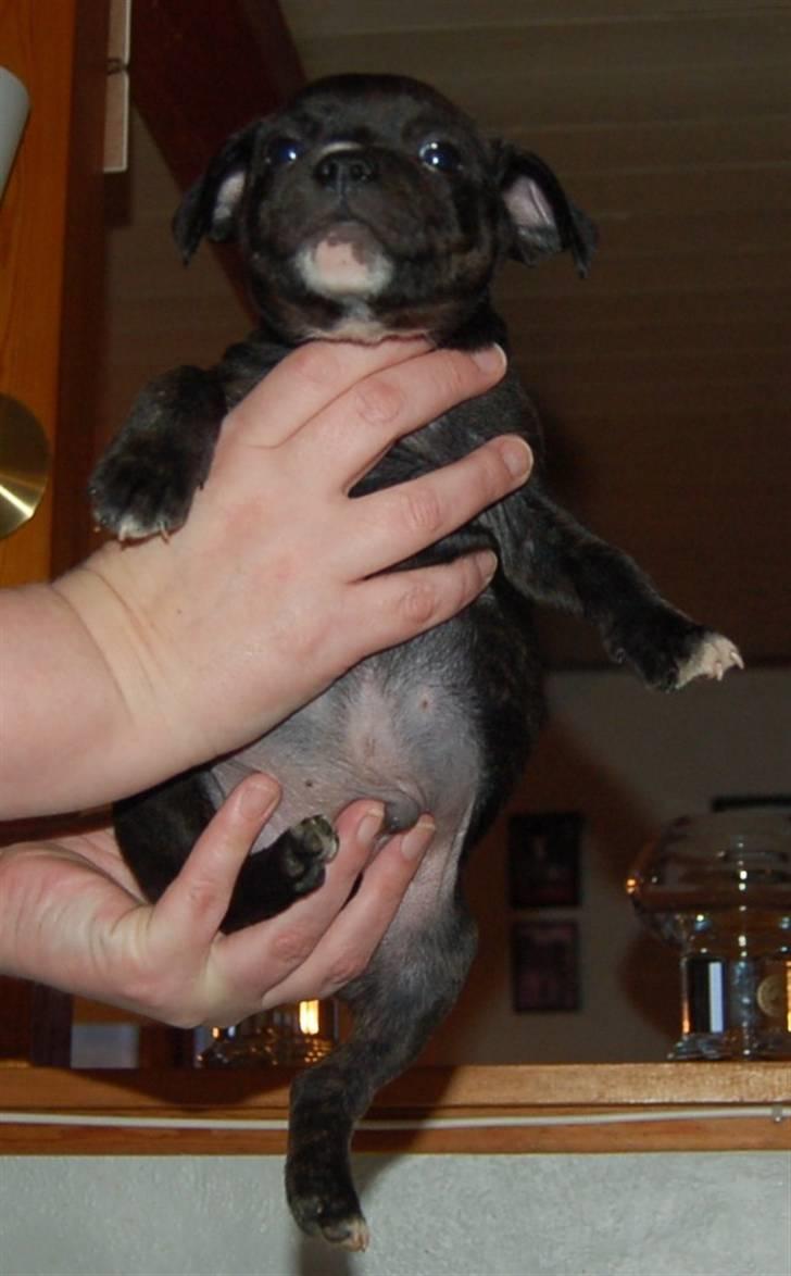 Staffordshire bull terrier Feta - Feta 5 uger billede 4