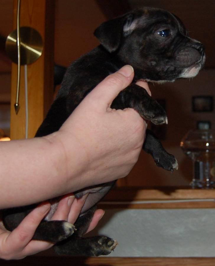 Staffordshire bull terrier Feta - Feta 5 uger billede 5