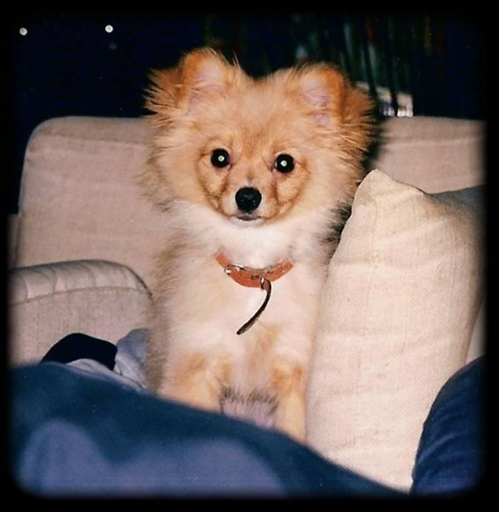 Blanding af racer Bella - 16 uger gammel :-) billede 16