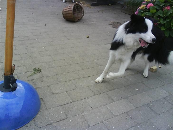 Border collie sack bortgivet savner dig - hej mit navn er sak billede 1