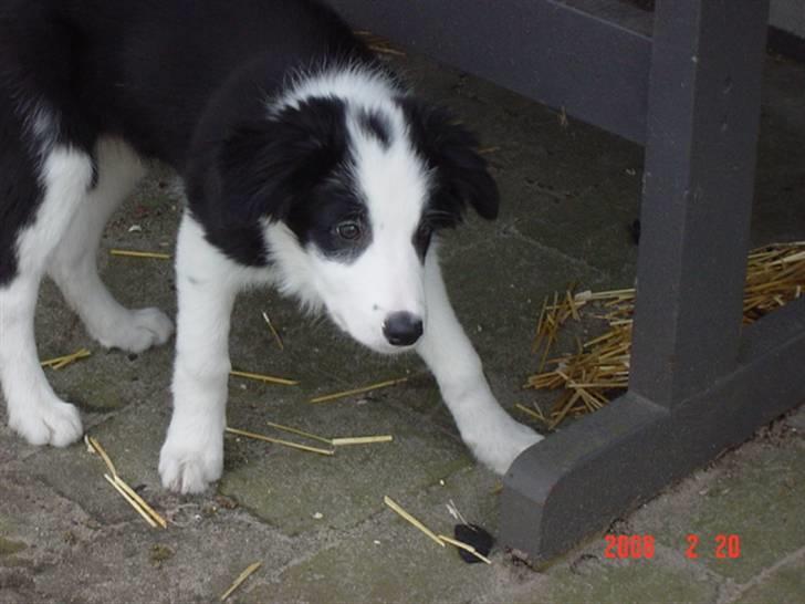 Border collie sack bortgivet savner dig - den er farlig  billede 2