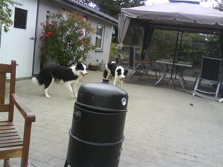 Border collie sack bortgivet savner dig - hvad er det for nogen dyr i det bur (kaniner) billede 3