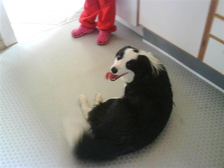 Border collie sack bortgivet savner dig - gå væk det er min plads billede 4