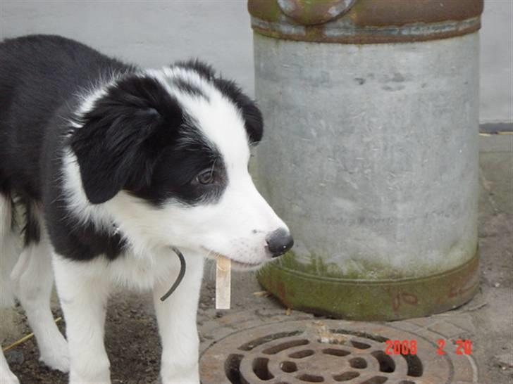 Border collie sack bortgivet savner dig - hvem er det? billede 5