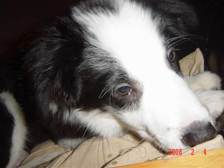 Border collie sack bortgivet savner dig - nu er jeg træt  billede 6