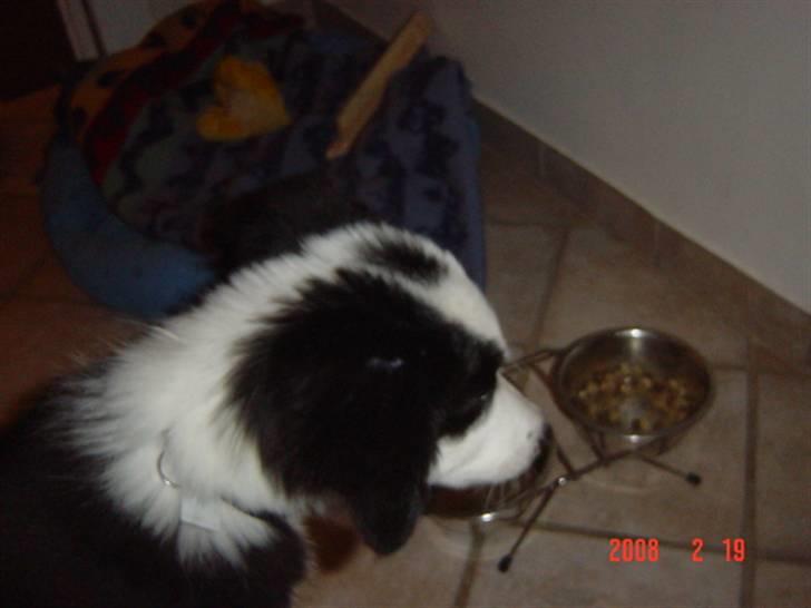 Border collie sack bortgivet savner dig - hvem er det ude for vinduet  billede 7