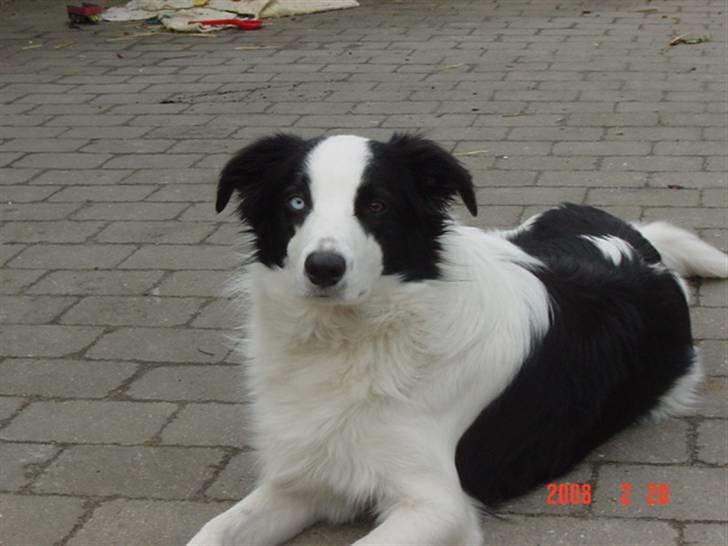Border collie sack bortgivet savner dig - hans gode legekammerat chigo  billede 8