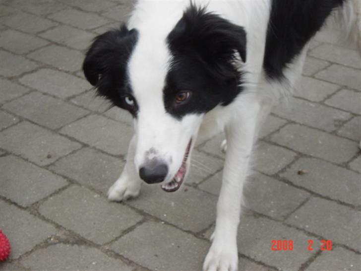 Border collie sack bortgivet savner dig - jeg sitrer af spæning hvornår kaster han den ting billede 9