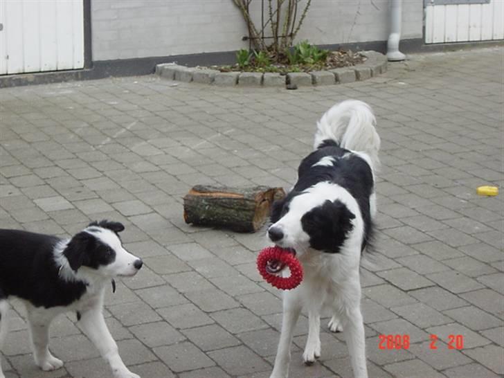 Border collie sack bortgivet savner dig - sak: hvornår mon chigo gider mig mit lege tøj!!! billede 10